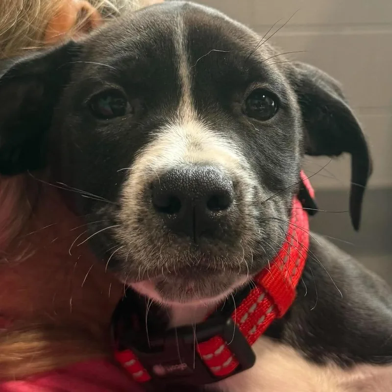 A baby small-sized female Mixed Breed dog named Skipper for adoption in Beckley, WV