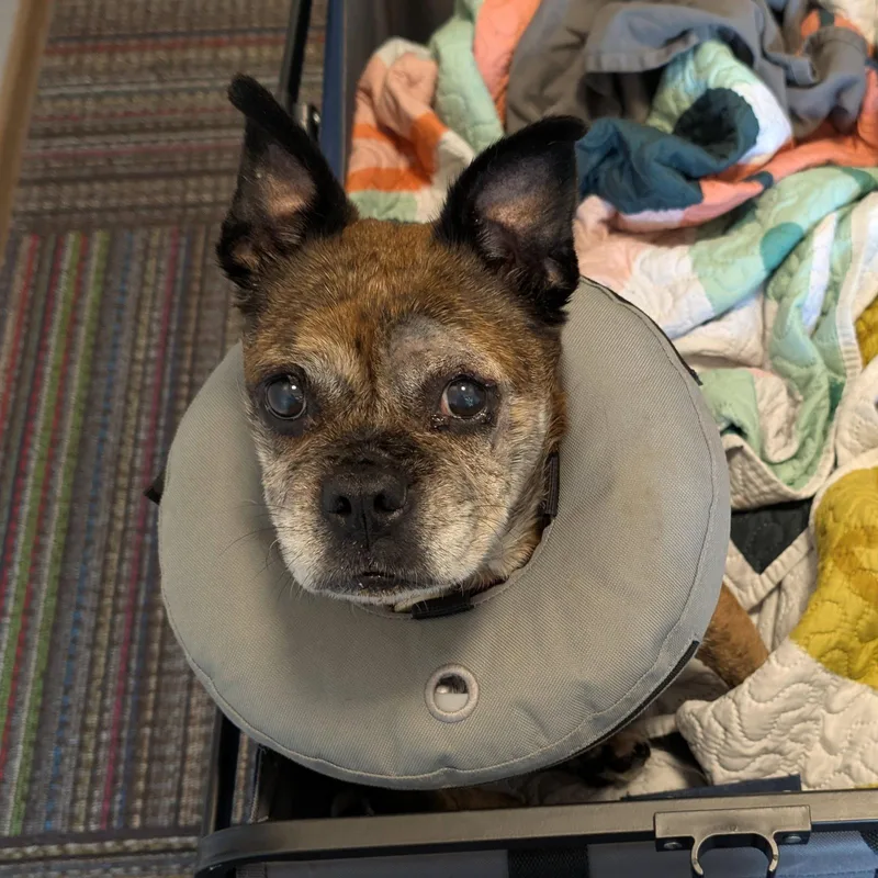 A senior small-sized female Pug dog named Eulalia for adoption in Fargo, ND