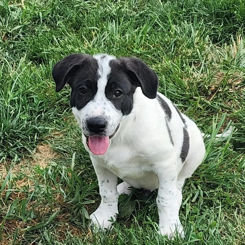 A baby medium-sized male White / Cream Mixed Breed dog named Moo for adoption in Fairfax Station, VA