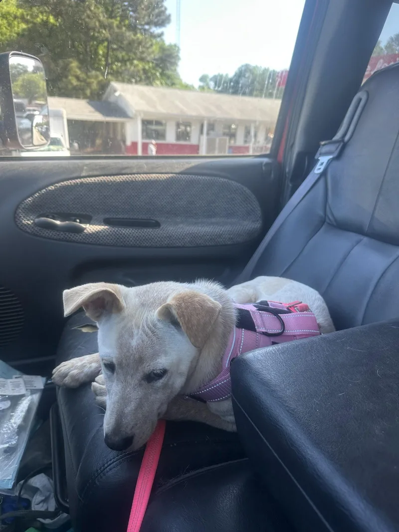 A young medium-sized female Yellow Labrador Retriever dog named Charmie for adoption in Mouth Of Wilson, VA