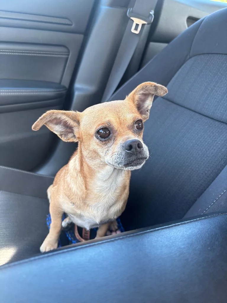 A young small-sized female Chihuahua dog named Little Lady for adoption in Dalton, GA