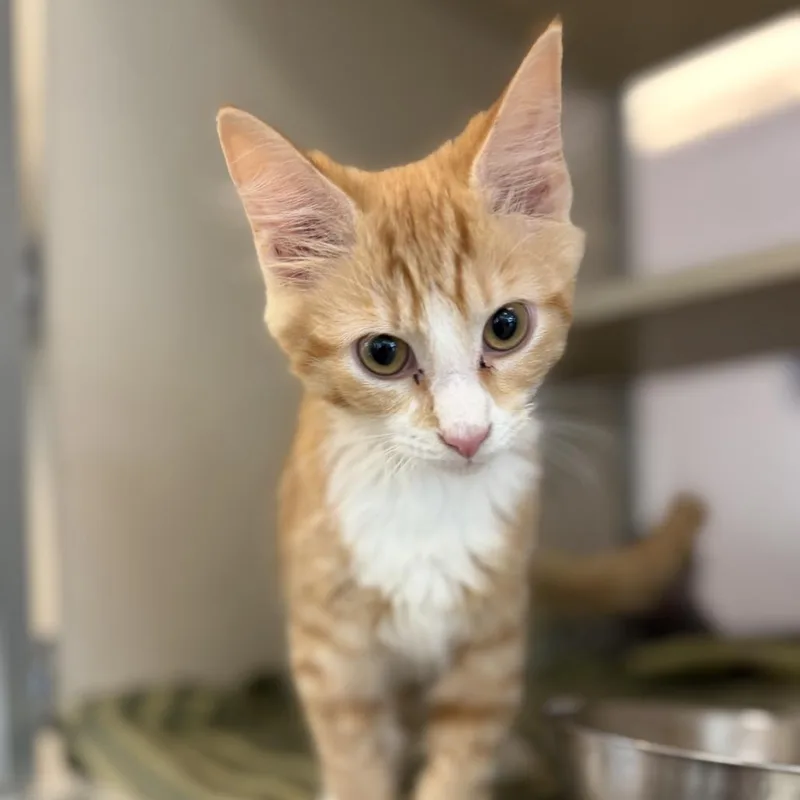 A baby small-sized male Orange / Red Domestic Short Hair cat named Jake for adoption in Gloucester, VA