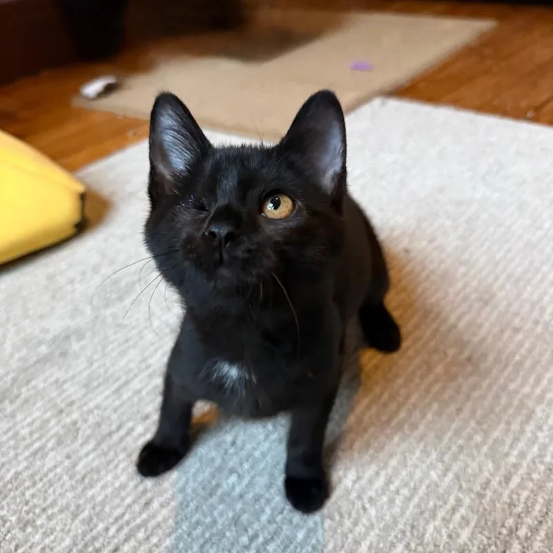 A baby small-sized female Black Domestic Short Hair cat named Marley for adoption in Gibsonia, PA