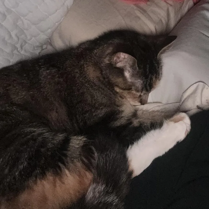 An adult small-sized female Torbie Domestic Short Hair cat named Matcha for adoption in Evanston, IL