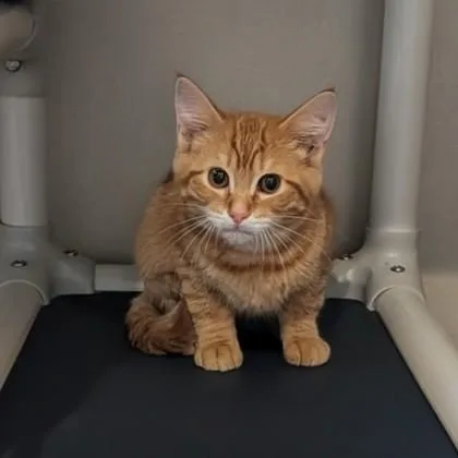 A young medium-sized female Orange / Red Domestic Short Hair cat named Steve Austin for adoption in Dubuque, IA