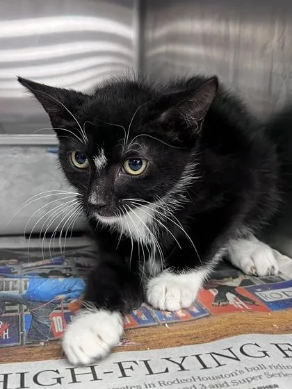 A baby small-sized female Domestic Short Hair cat named Baby Po for adoption in Houston, TX