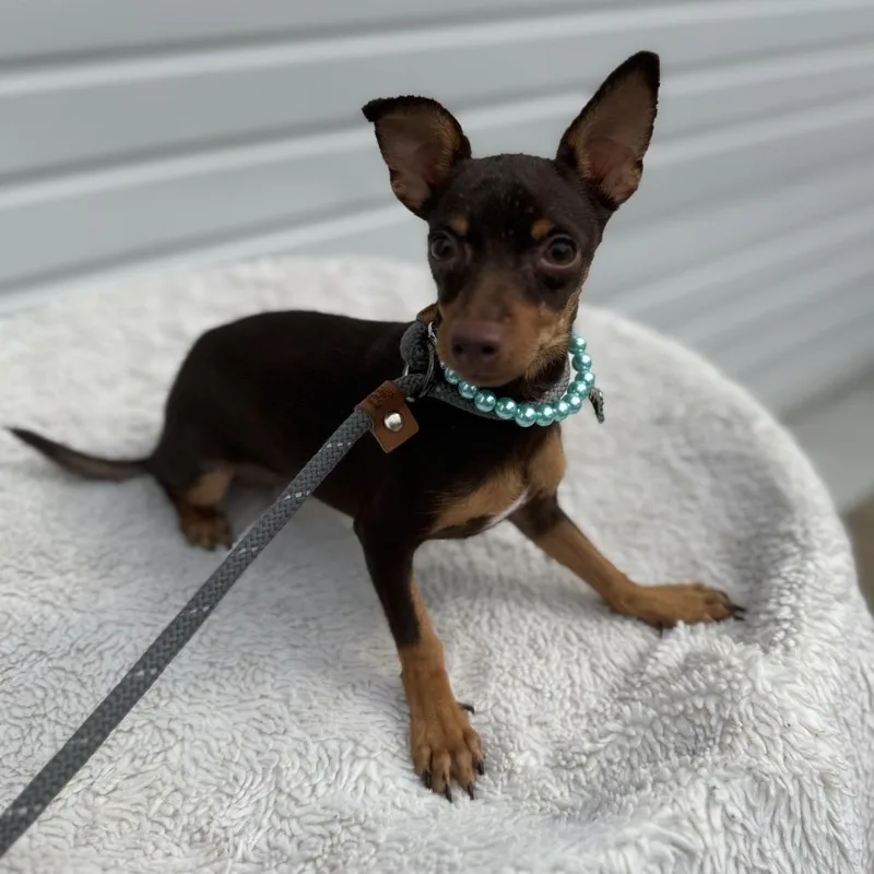 A young small-sized female Brown / Chocolate Miniature Pinscher dog named Candee for adoption in Newberg, OR