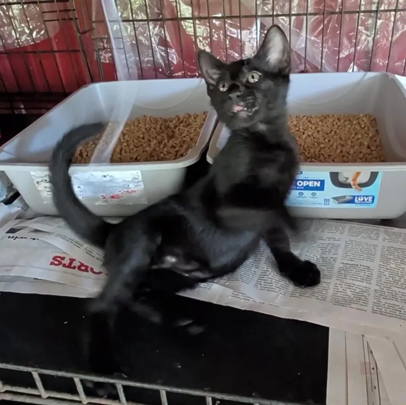 A baby medium-sized male Black Domestic Short Hair cat named Geordie for adoption in Fischer, TX