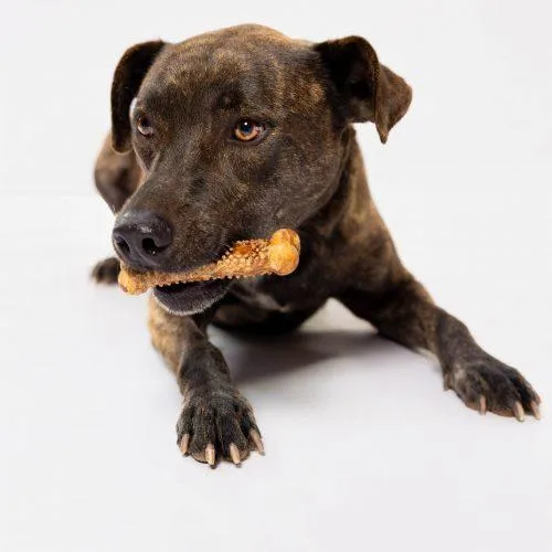 A young medium-sized male Brindle Pit Bull Terrier dog named Fortune for adoption in Sullivan City, TX