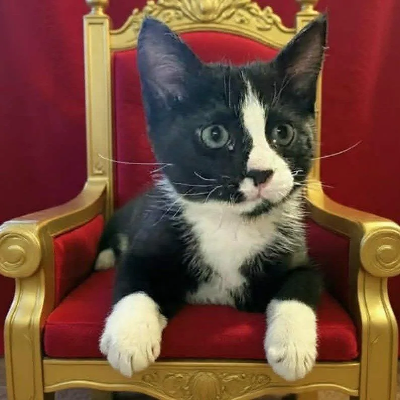 A young medium-sized male Domestic Short Hair cat named Maxwell for adoption in Evergreen, CO