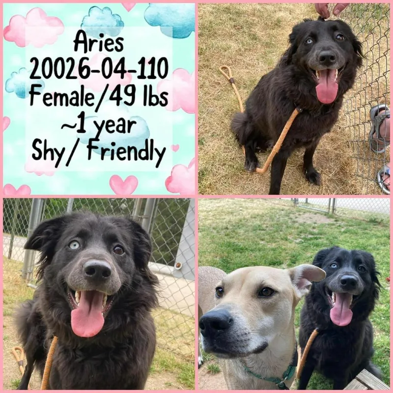 A young medium-sized female Australian Shepherd dog named Aries for adoption in Winder, GA