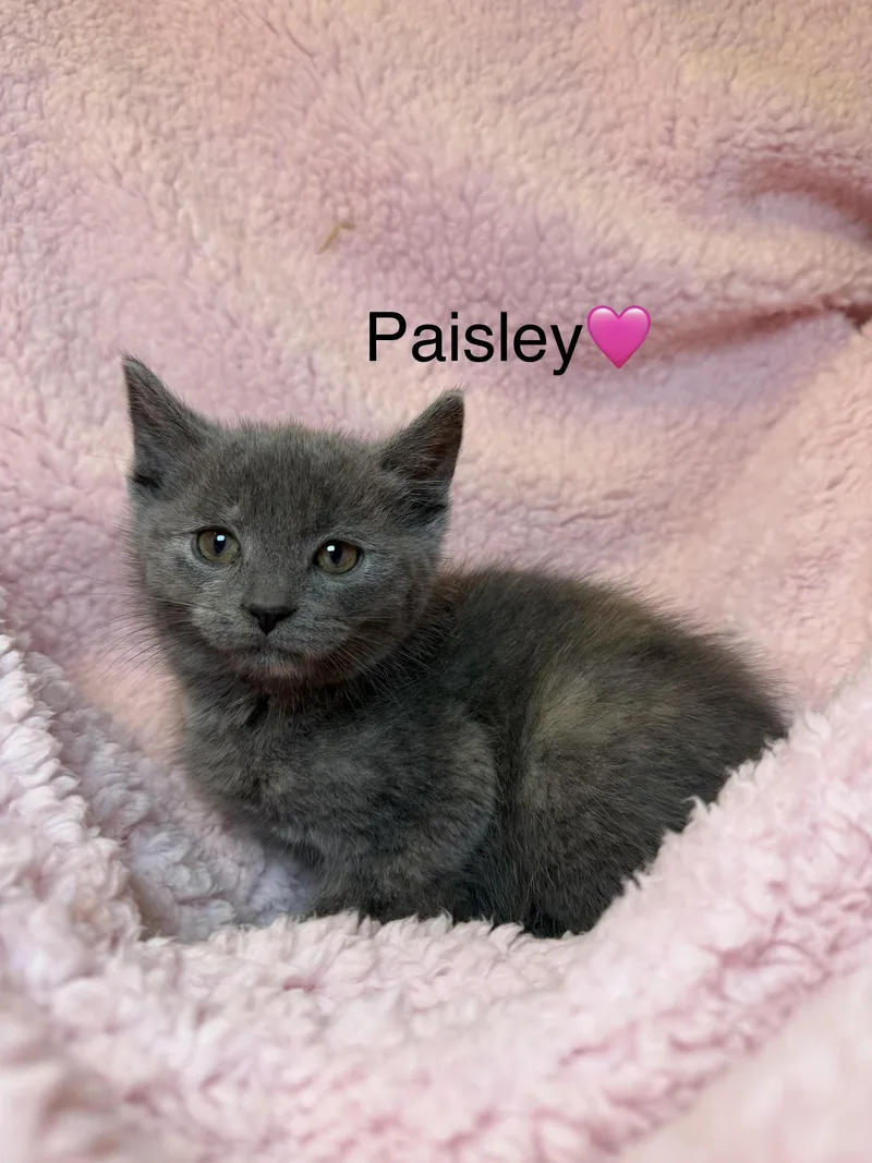 Paisley thumbnail 2