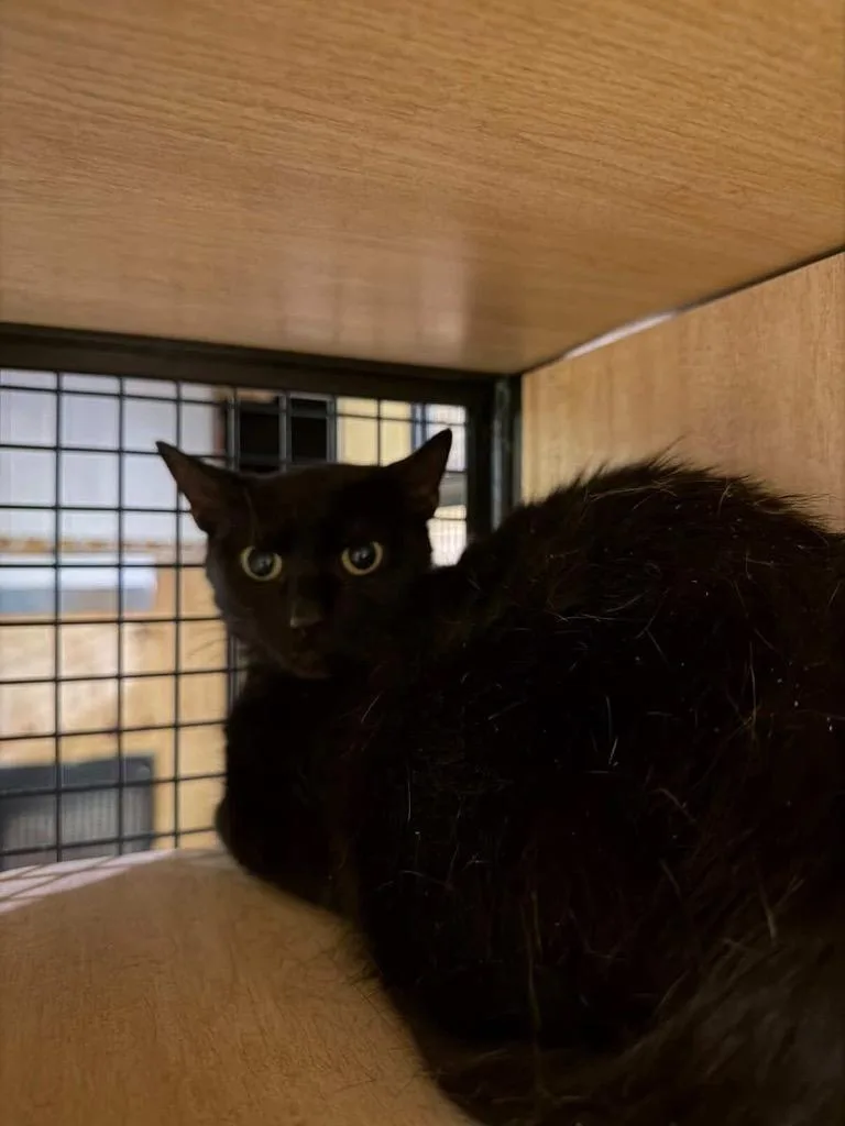 Blackberry thumbnail 2