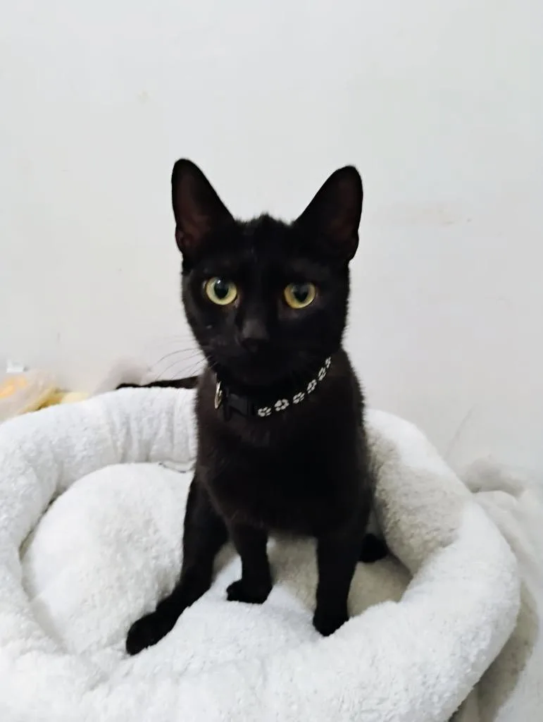 A young medium-sized female Domestic Short Hair cat named Blackberry for adoption in New York, NY