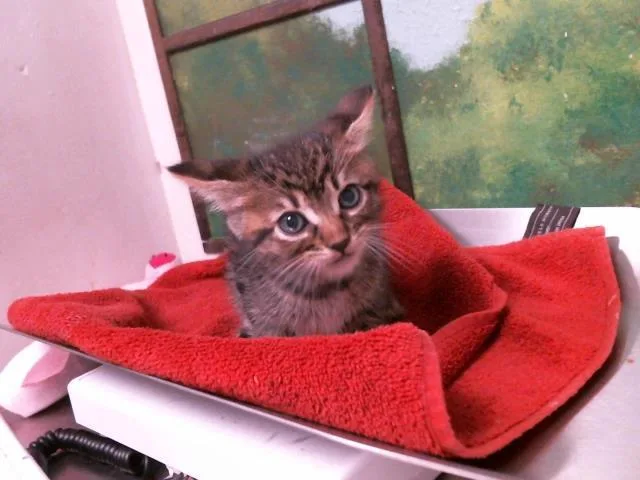A baby small-sized male Domestic Short Hair cat named Pepperoni for adoption in Houston, TX