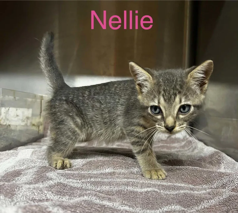 A baby small-sized female Tabby (Gray / Blue / Silver) Tabby cat named Nellie C Therrien for adoption in Saunderstown, RI