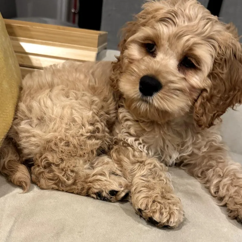 A baby small-sized male Yellow / Tan / Blond / Fawn Cockapoo dog named Deuce for adoption in West Islip, NY