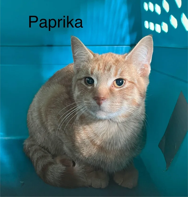 A young medium-sized female Tabby (Orange / Red) Tabby cat named Paprika for adoption in Wyandotte, MI