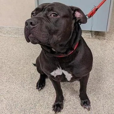 An adult large-sized male Black Mixed Breed dog named Kobe for adoption in Jacksonville, FL