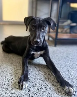 A baby small-sized female Labrador Retriever dog named Rhiannon for adoption in Washington, DC