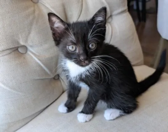 A baby large-sized male Domestic Short Hair cat named Peep for adoption in San Pedro, CA