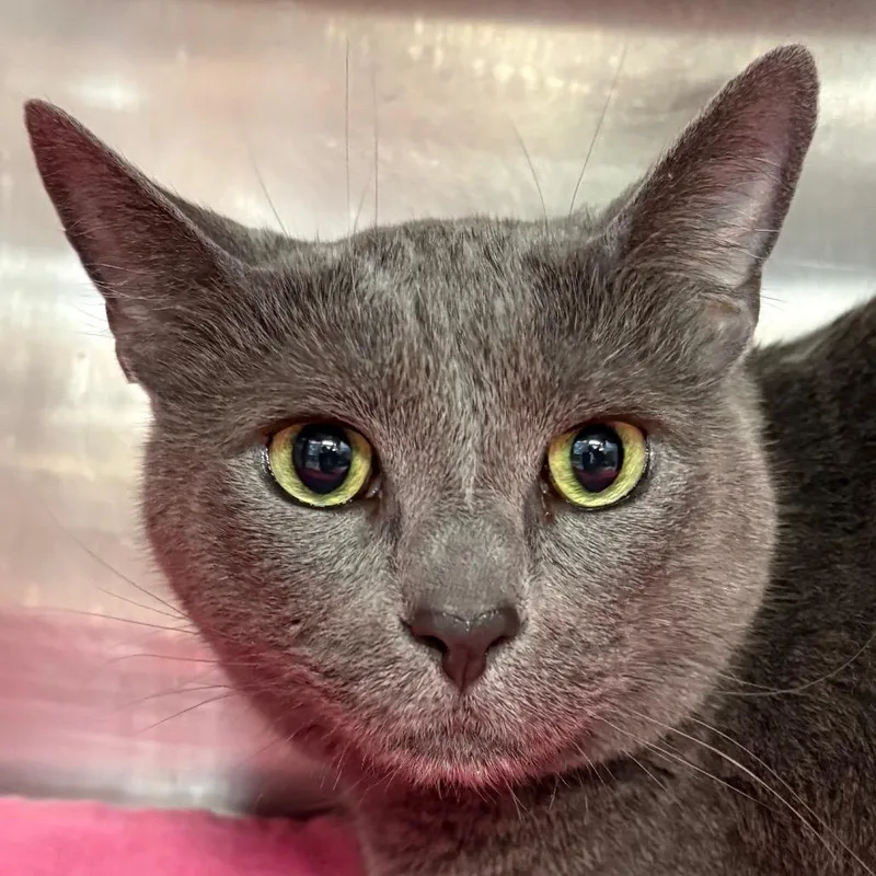 An adult large-sized female Gray / Blue / Silver Domestic Short Hair cat named Momo for adoption in Kennebunk, ME