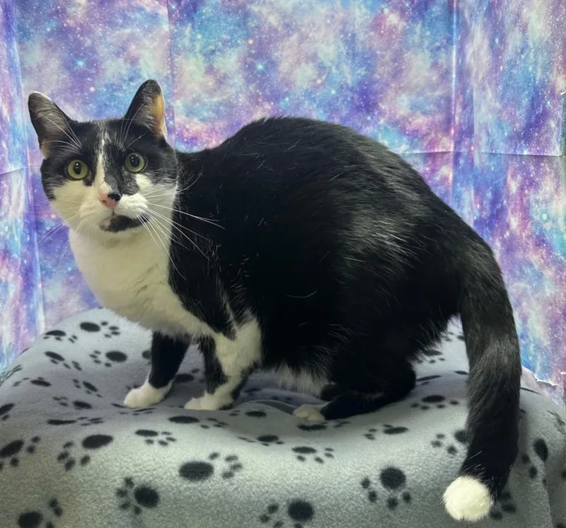 An adult extra large-sized male Domestic Short Hair cat named Oreo for adoption in Washington Court House, OH
