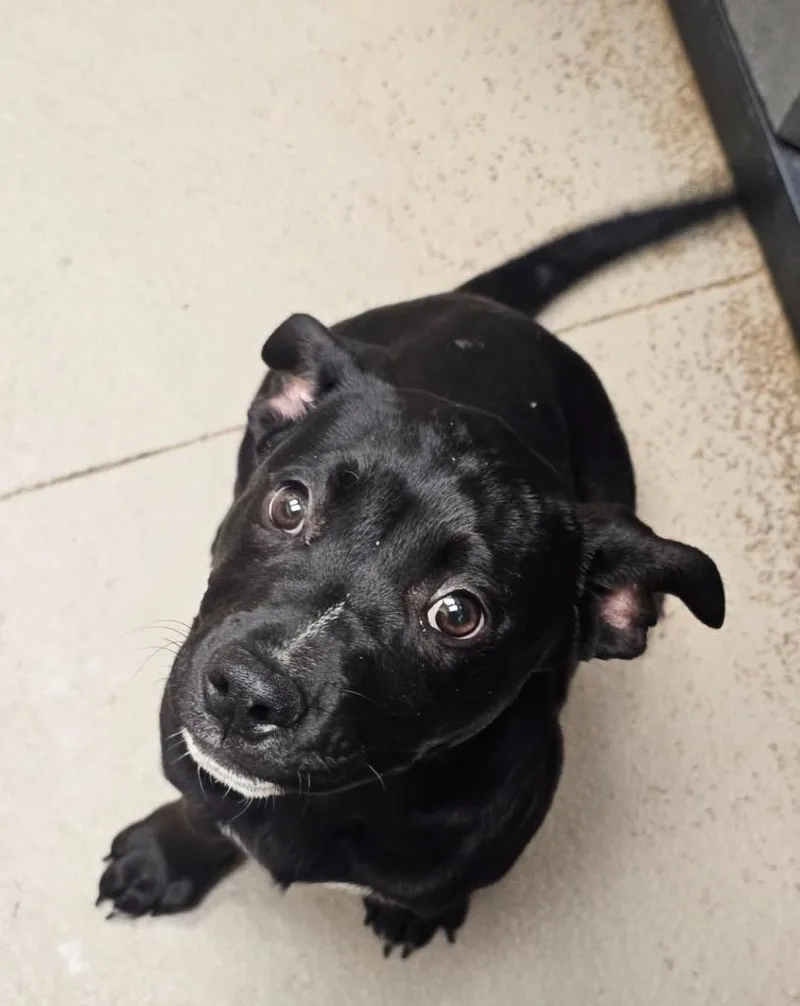 A baby small-sized female Labrador Retriever dog named Tootsie for adoption in Crossville, TN
