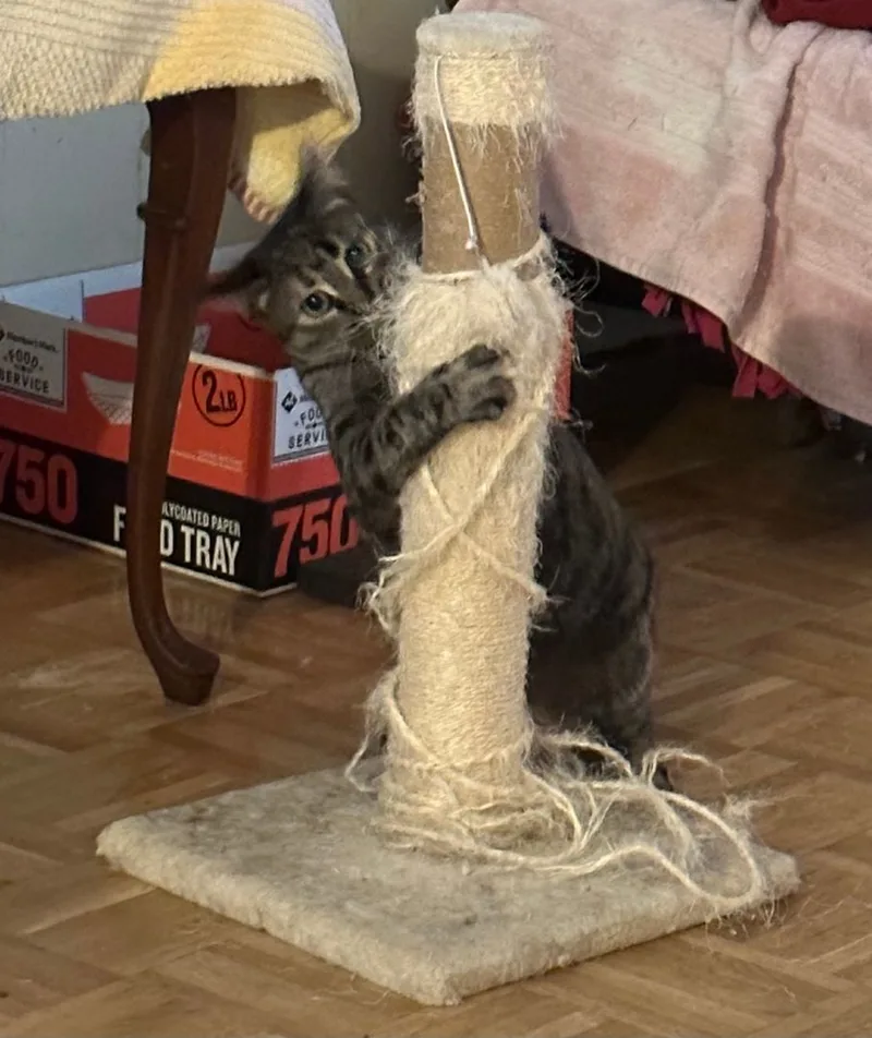 Crystal Lucy thumbnail 4