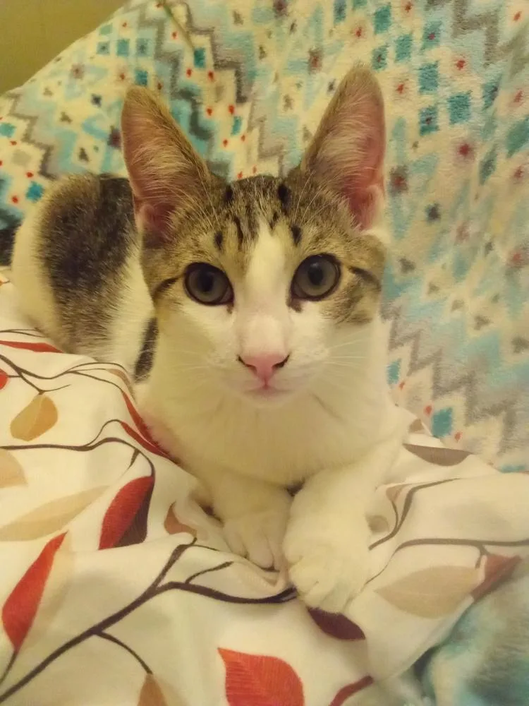 Pandora’s Box: Elpis