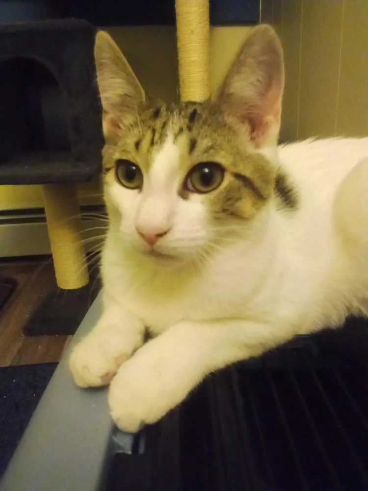 Pandora’s Box: Elpis thumbnail 2