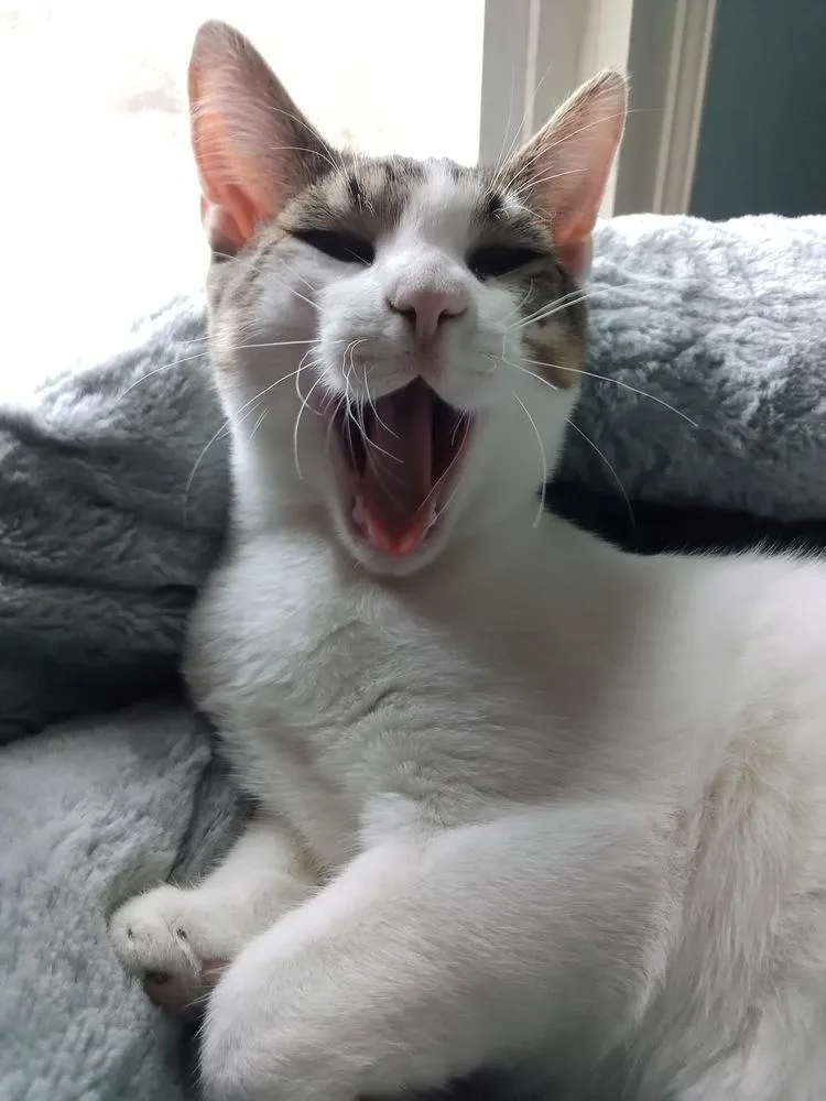 Pandora’s Box: Elpis thumbnail 3