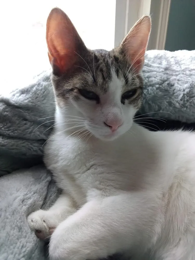 Pandora’s Box: Elpis thumbnail 4