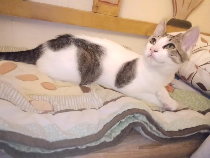 Pandora’s Box: Elpis thumbnail 5