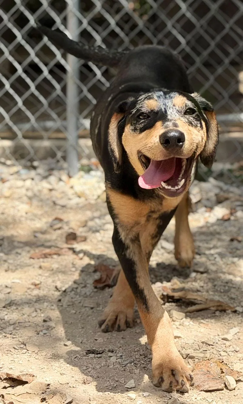 A young medium-sized female Catahoula Leopard Dog dog named Patches for adoption in Horseshoe Bend, AR