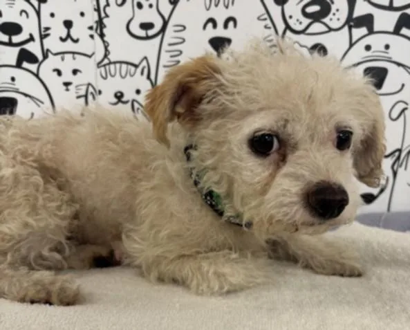 A young small-sized female Mixed Breed dog named Quatro for adoption in San Pedro, CA