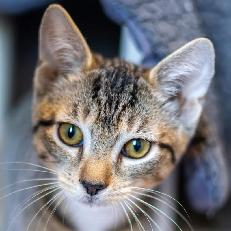 A baby small-sized male Brown / Chocolate Domestic Short Hair cat named Thomas J for adoption in Newark, DE