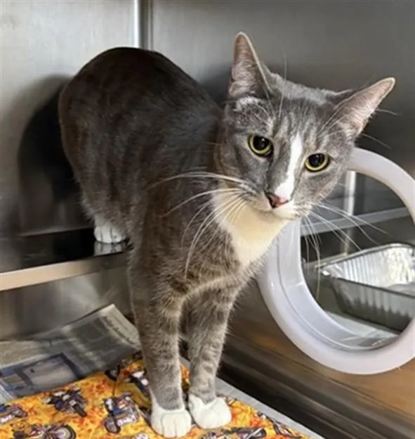 A young large-sized male Domestic Short Hair cat named Weevil for adoption in Aurora, IL