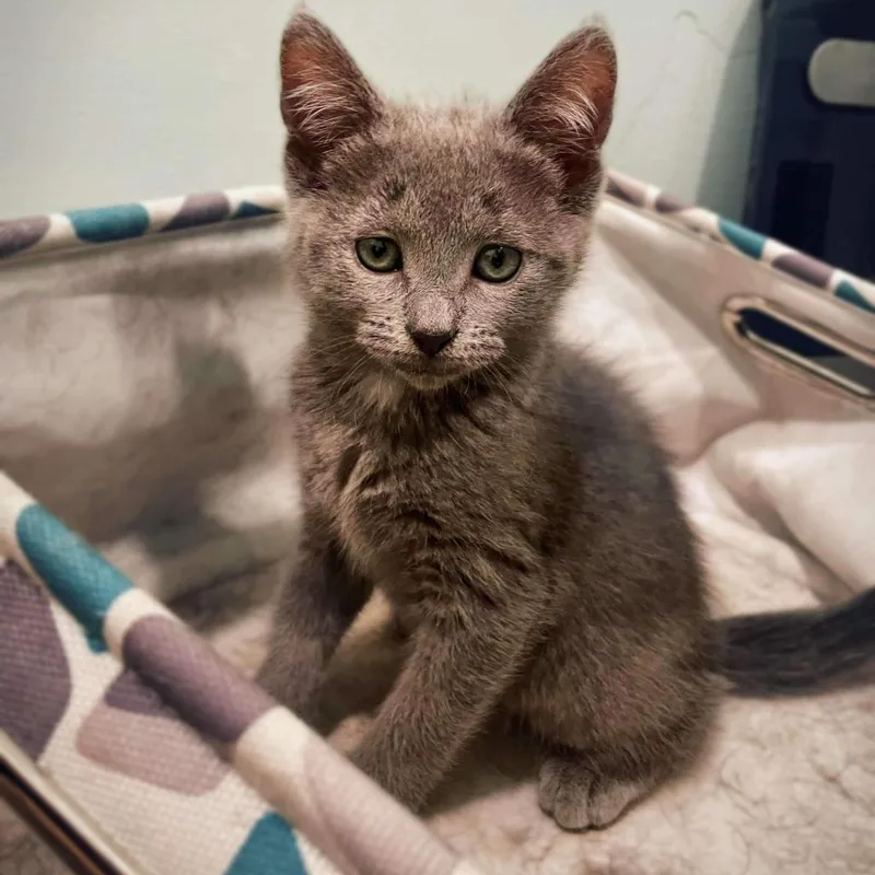 An adult small-sized female Gray / Blue / Silver Domestic Short Hair cat named Marley for adoption in Nampa, ID