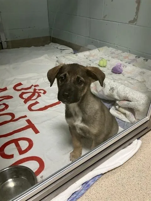 A baby medium-sized male Australian Cattle Dog / Blue Heeler dog named Magellan for adoption in Dedham, MA