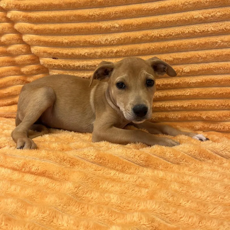 A baby medium-sized male Yellow / Tan / Blond / Fawn Labrador Retriever dog named Justin Bieber for adoption in Kanab, UT