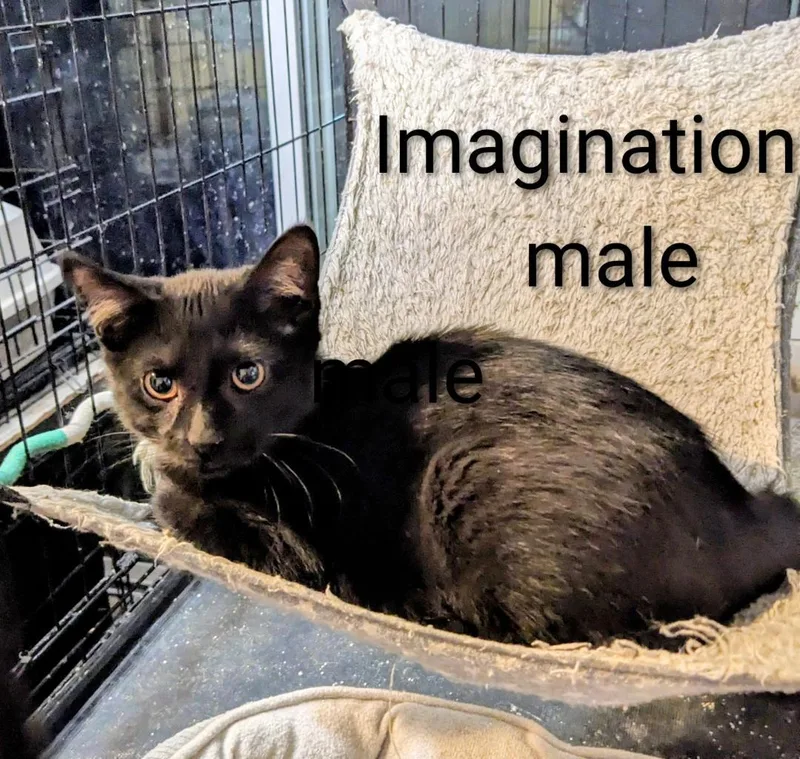 A young medium-sized male Black Domestic Short Hair cat named Imagination for adoption in Binghamton, NY