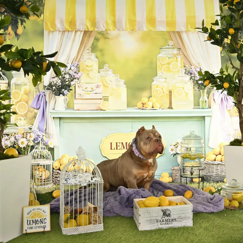 Lana