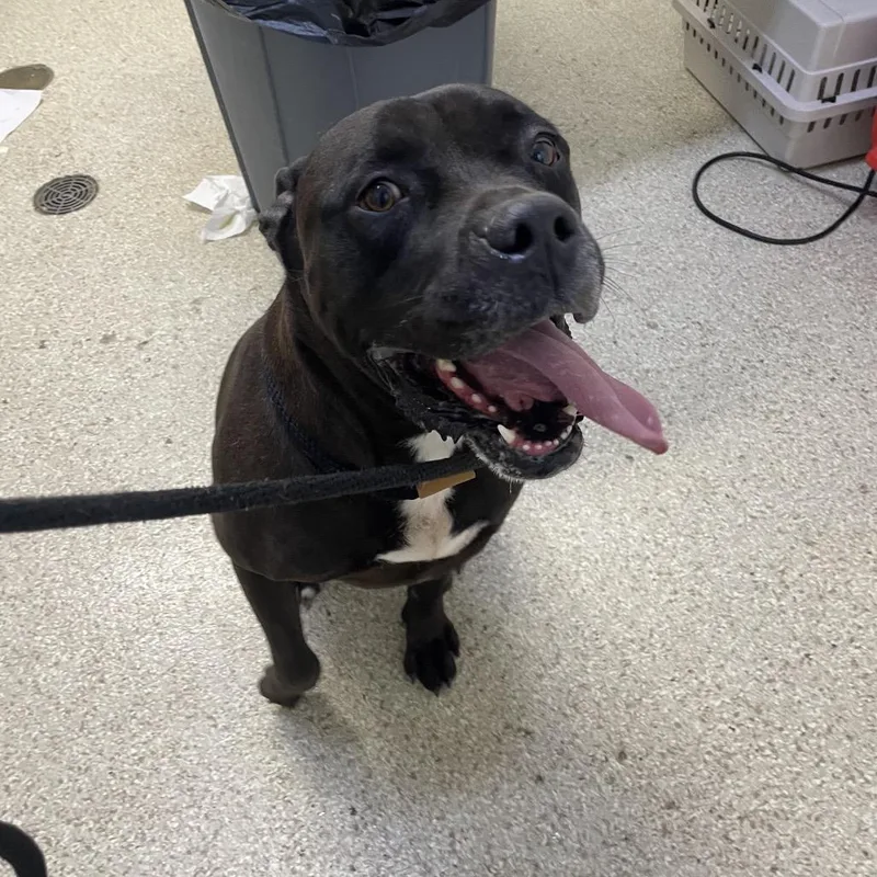 An adult medium-sized male Pit Bull Terrier dog named MONTStray for adoption in Perkiomenville, PA