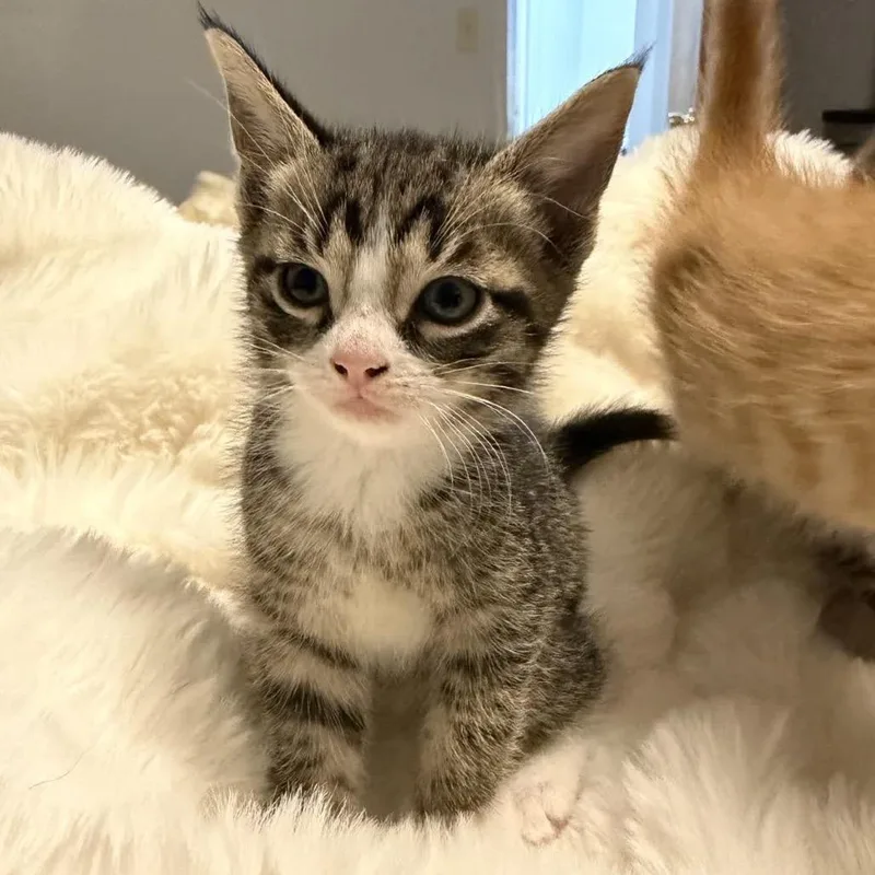A baby small-sized male Brown / Chocolate Domestic Short Hair cat named Yoda for adoption in North Canton, OH
