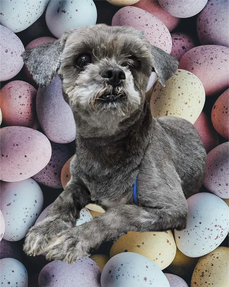 An adult small-sized female Gray / Blue / Silver Shih Tzu dog named Little Girl for adoption in Arlington, TX