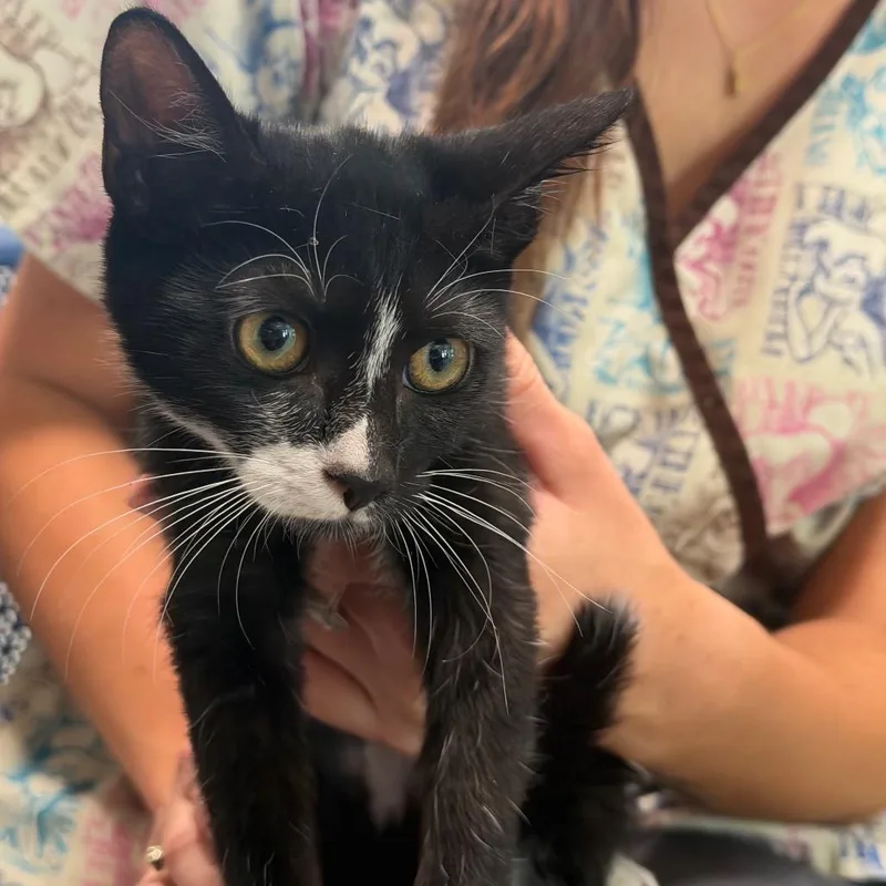 A baby small-sized female Black Domestic Short Hair cat named Moo for adoption in Englewood, FL