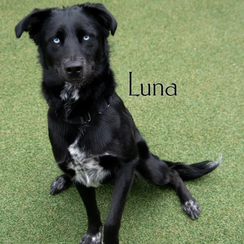 A young medium-sized female Black Husky dog named Luna for adoption in Parkersburg, WV