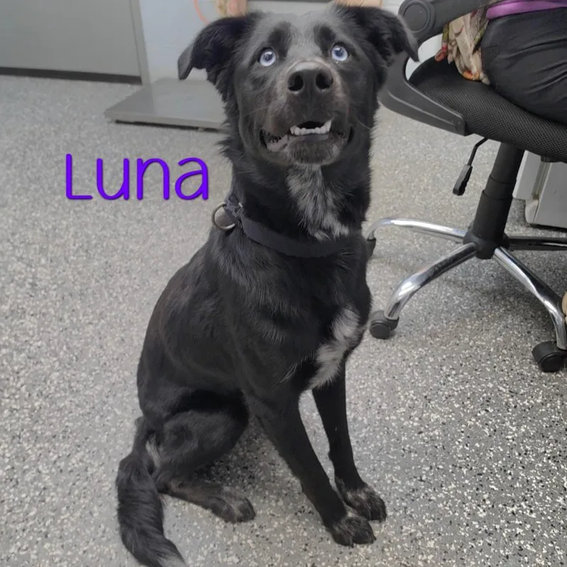 Luna thumbnail 2