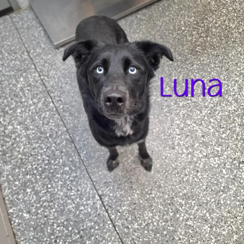 Luna thumbnail 3